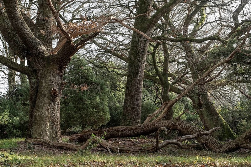 Old hut oaks (Quercus robur) and junipers (Juniperus communis), Meppener Weide, Emsland, Lower Saxony, Germany