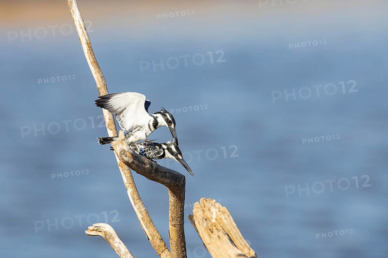 Pied Kingfisher (Ceryle rudis) mating Zambia August