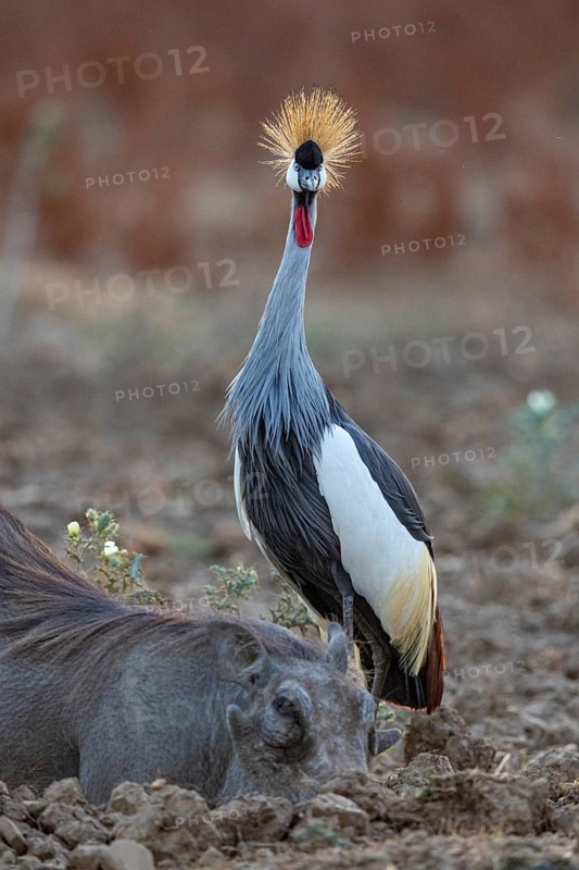Crowned Crane (Balearica regulorum) and Worthog searching food South Luangwa NP Zambia August
