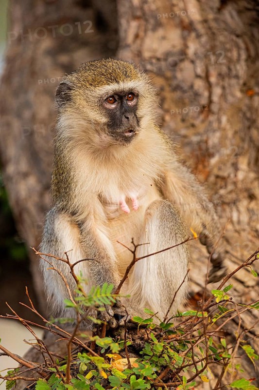 Vervet Monkey (Cercopithecus aethiops) eating some fruit South Luangwa NP Zambia August