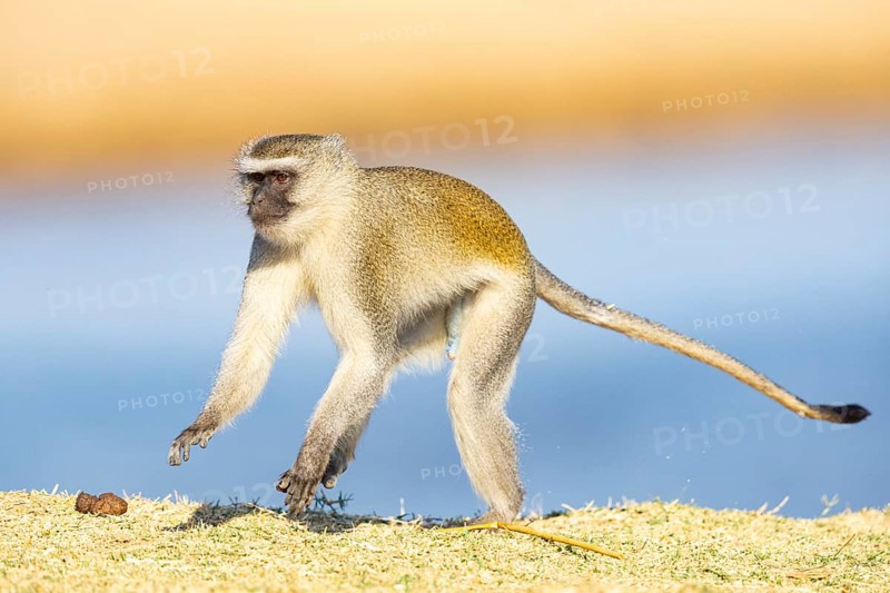 Vervet Monkey (Cercopithecus aethiops) South Luangwa NP Zambia August