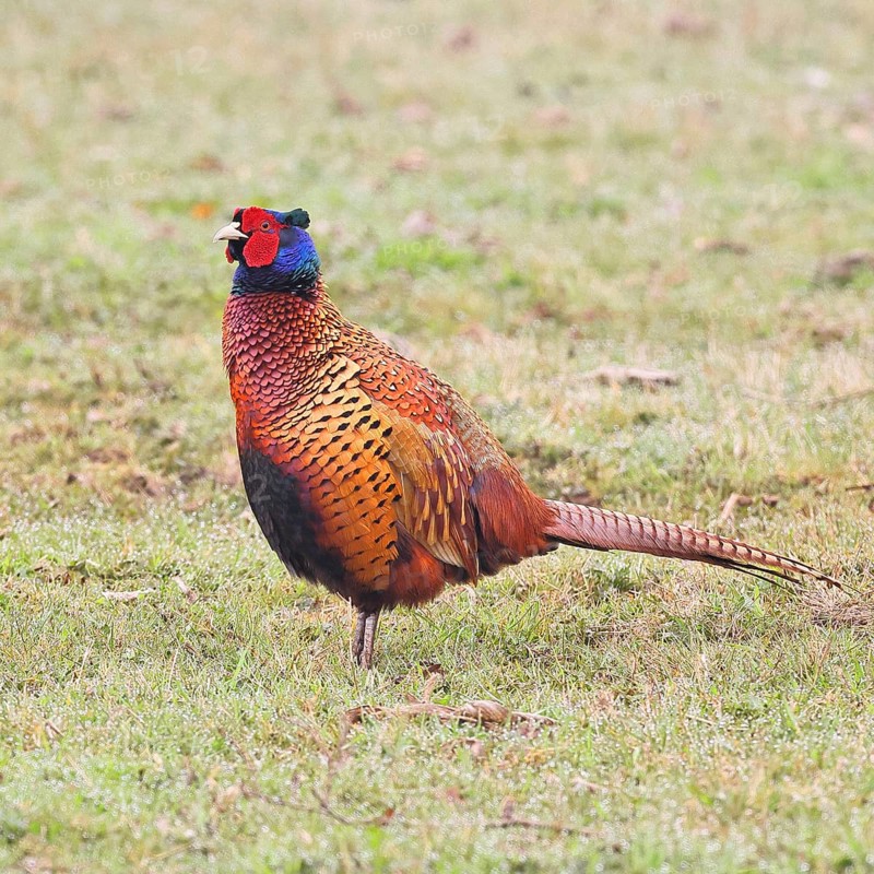 Pheasant, hunting pheasant (Phasianus colchicus), adult male bird in a meadow, wildlife, Lembruch, Ochsen Moor, Dümmer nature park Park, Lower Saxony, Germany