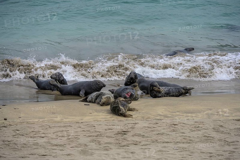 Seals on the beach, Great-Blasket Island, Dunquin, Kerry, Ireland