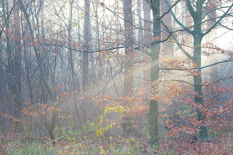 European beech with remnants of autumn-coloured foliage in a misty forest, rays of light, European beech (Fagus sylvatica), common beech, red beech, colourful autumn foliage, undergrowth, natural forest, mystical, magical, atmospheric, misty, haze, dense fog, pastel, pastel colours, light mood, pastel shades, sun, sunlight, sunbeams, morning, morning light, autumn morning, November, season, beauty, magic, colours, mysterious, ray of light, bright, district of Lüneburg, Lower Saxony, Germany