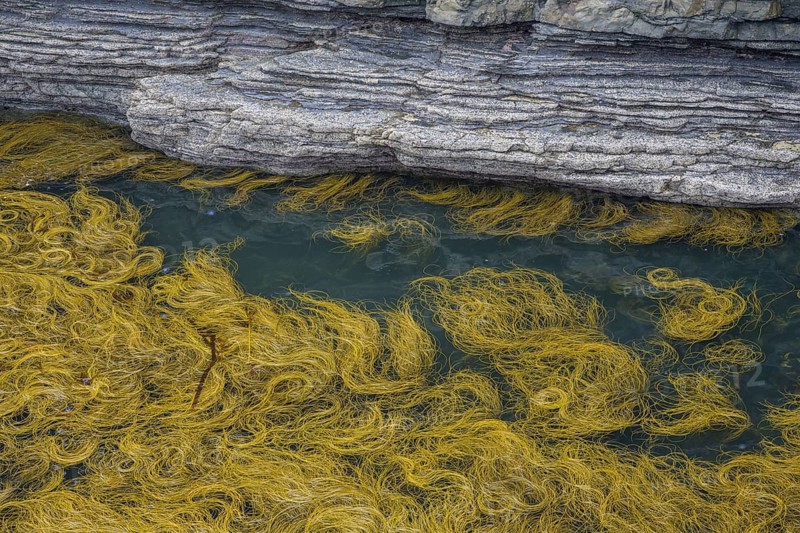 Seaweed in the water at Bridges of Ross, Kilballyowen, County Clare, Ireland