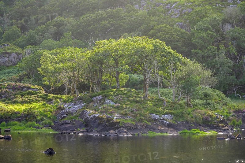 On Lower Lake from Killarney National Park, Gortracussane, Muckross, Kerry, Ireland