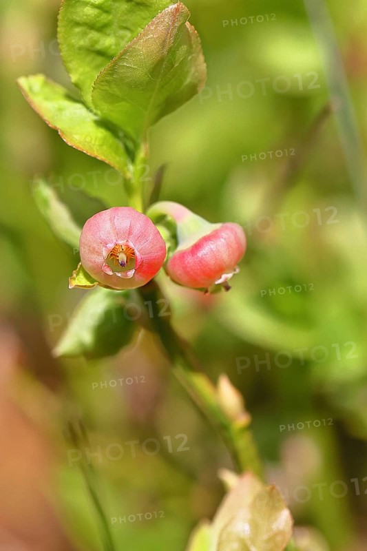 Blueberry blossom (Vaccinium myrtillus), European blueberry, blueberry, wild blueberry (Vaccinium myrtillus), close-up of blossoms, Wilnsdorf, North Rhine-Westphalia, Germany