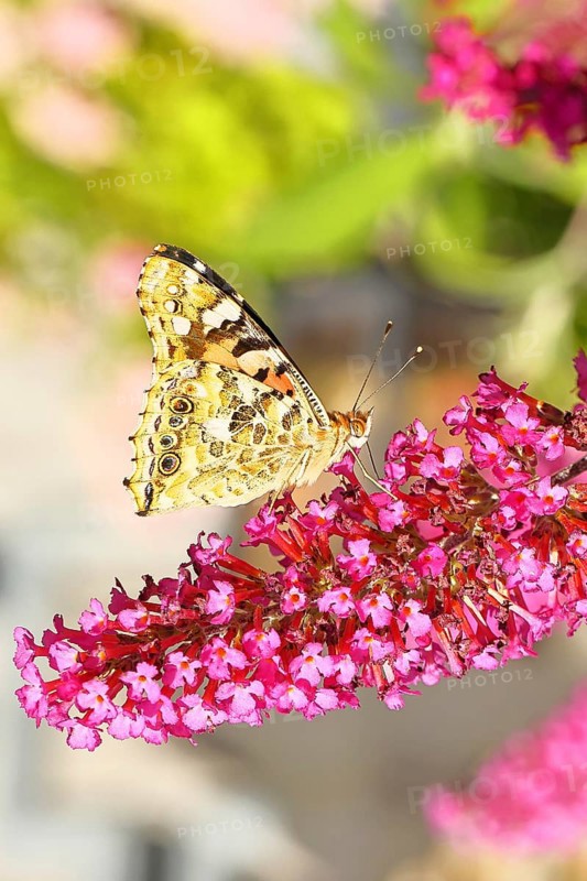 Thistle butterfly (Vanessa cardui) on a flower of the butterfly bush (Buddleja davidii), butterfly bush, in a natural environment in the wild, underside of wings, wildlife, insects, butterflies, butterflies, Wilnsdorf, North Rhine-Westphalia, Germany