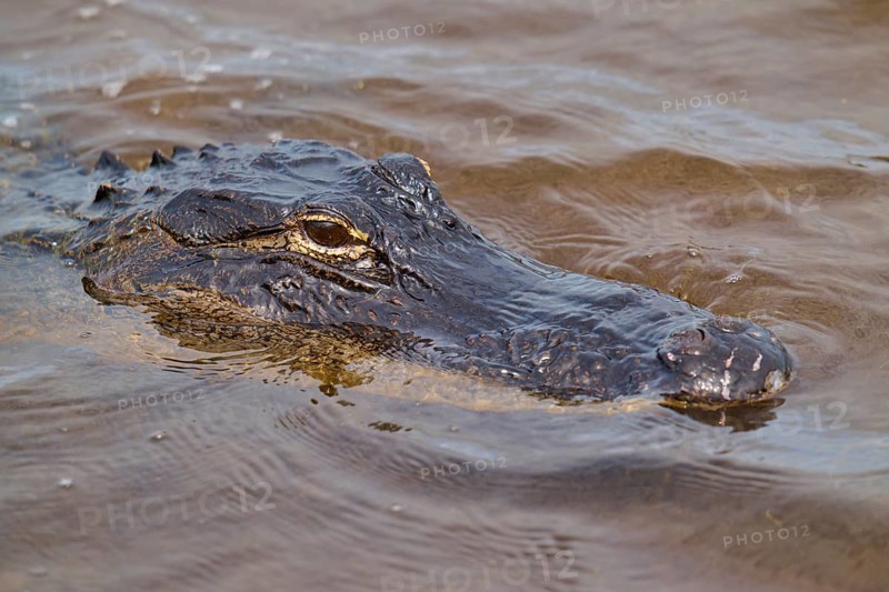 Close-up of an alligator head in water with visible skin texture, American alligator (Alligator mississippiensis), spring, Orlando Wetlands, Christmas, Florida, USA