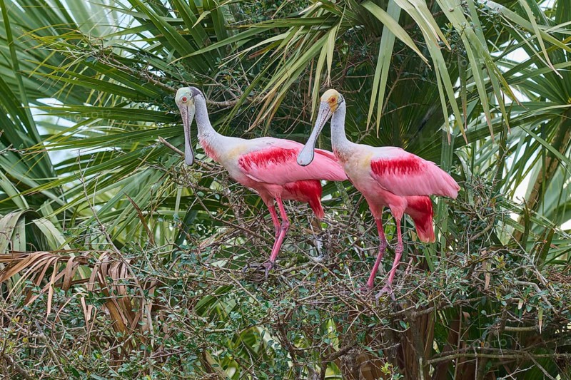 Two pink birds are perched on branches of dense bushes, Roseate Spoonbill (Ajaja ajaja), spring, Orlando Wetlands, Christmas, Florida, USA
