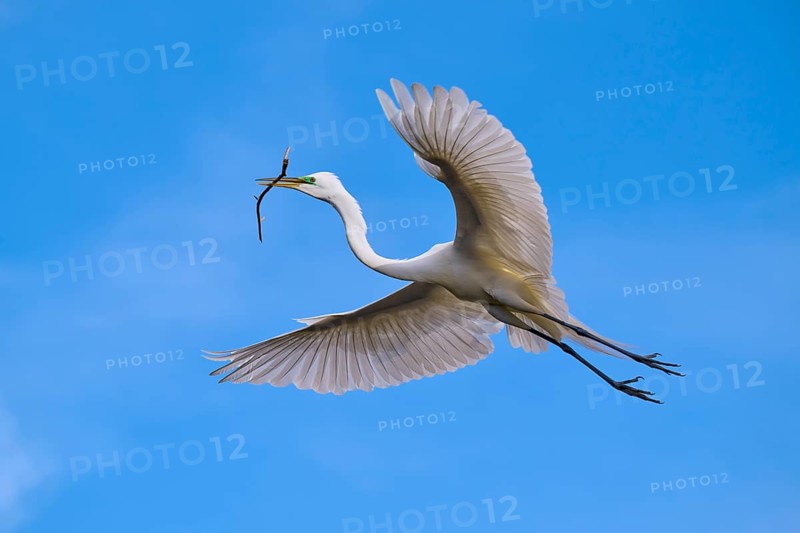 A magnificent bird flies with a branch through the blue sky, Great Egret (Egretta alba), spring, Orlando Wetlands, Christmas, Florida, USA