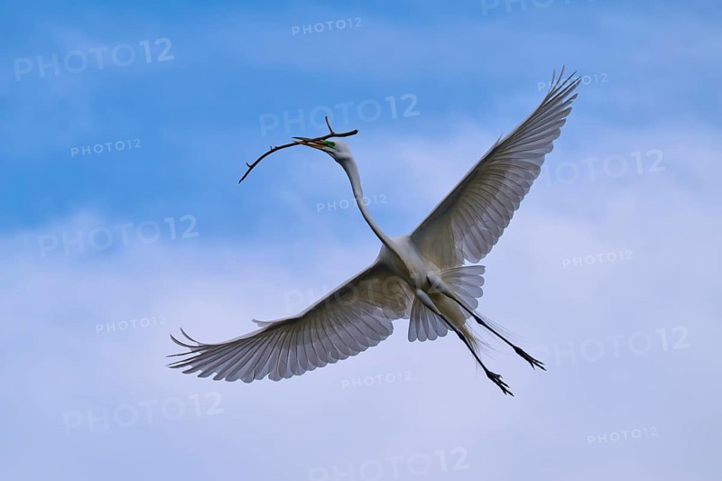 A bird with outstretched wings carrying a branch in the blue sky, Great Egret (Egretta alba), spring, Orlando Wetlands, Christmas, Florida, USA