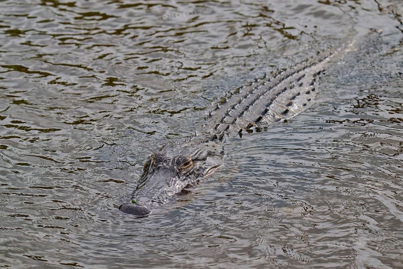 An alligator swimming just below the water surface and approaching, American alligator (Alligator mississippiensis), spring, Orlando Wetlands, Christmas, Florida, USA