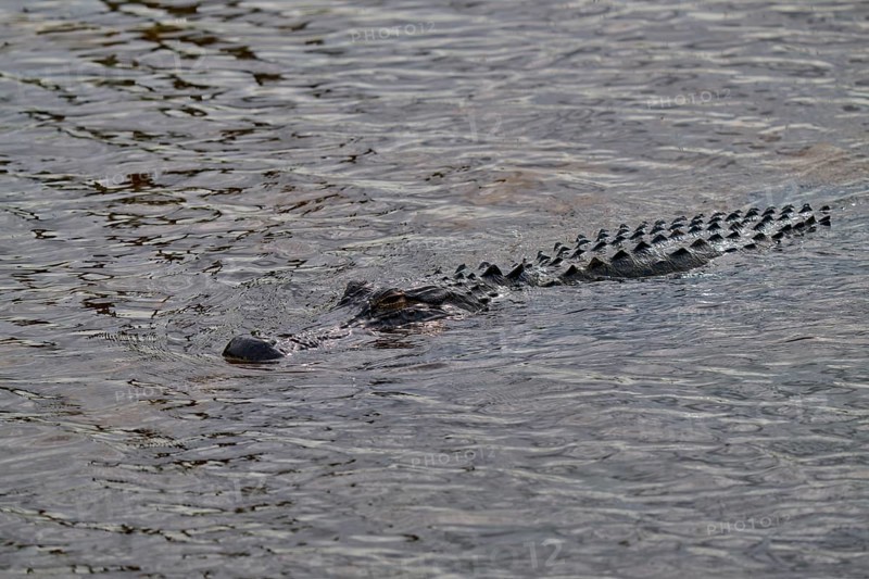 An alligator swimming in the river, only back and tail visible, American alligator (Alligator mississippiensis), spring, Orlando Wetlands, Christmas, Florida, USA