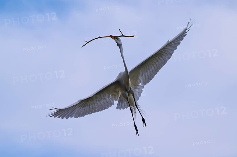 A magnificent bird flies through the clear sky with a branch in its beak, Great Egret (Egretta alba), spring, Orlando Wetlands, Christmas, Florida, USA