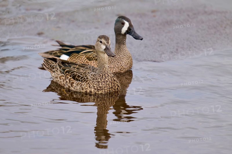 Two ducks swimming calmly on calm water. The plumage shows fine patterns, blue-winged teal (Spatula discors), spring, Orlando Wetlands, Christmas, Florida, USA