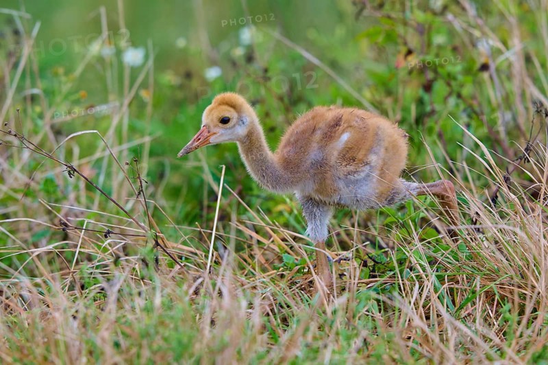 Young chick with brown fluff running through the grass of a natural environment, Canada cranes or Florida cranes (Grus canadensis pratensis), spring, Orlando Wetlands, Christmas, Florida, USA