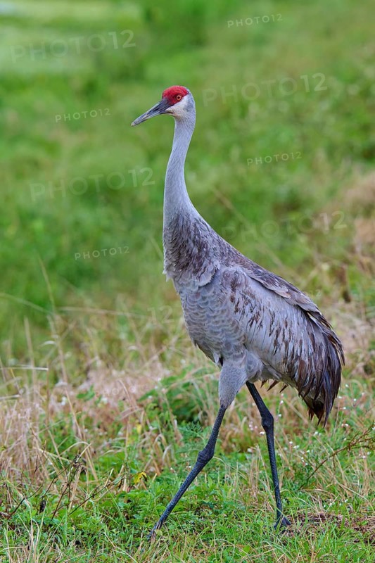 Crane with red head in a green, grassy natural area, Canada cranes or Florida cranes (Grus canadensis pratensis), spring, Orlando Wetlands, Christmas, Florida, USA