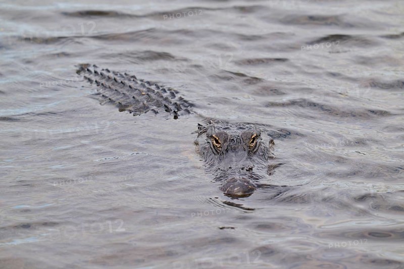 An alligator swimming just below the water surface, only eyes visible, American alligator (Alligator mississippiensis), spring, Orlando Wetlands, Christmas, Florida, USA
