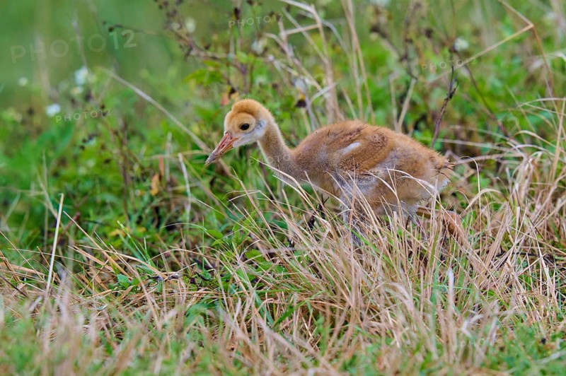 Chicks with brown fluff in the grass of a natural environment, Canada cranes or Florida cranes (Grus canadensis pratensis), spring, Orlando Wetlands, Christmas, Florida, USA