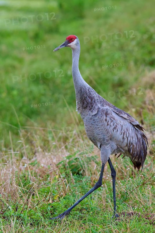 Crane with red head standing in the green grass of a natural environment, Canada cranes or Florida cranes (Grus canadensis pratensis), spring, Orlando Wetlands, Christmas, Florida, USA