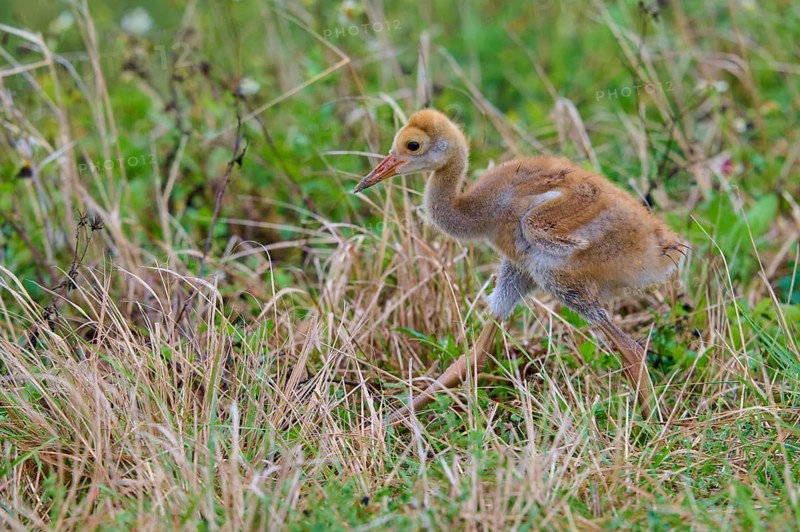 Young chick with brown fluff exploring the grass in a natural environment, Canada cranes or Florida cranes (Grus canadensis pratensis), spring, Orlando Wetlands, Christmas, Florida, USA