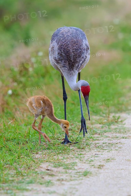 Crane and chicks foraging together on a rural trail, Canada cranes or Florida cranes (Grus canadensis pratensis), spring, Orlando Wetlands, Christmas, Florida, USA
