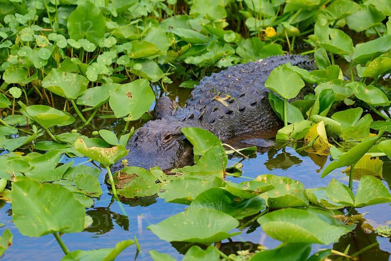 An alligator in the dense green foliage by the water, well camouflaged and calm, American Alligator (Alligator mississippiensis), spring, Orlando Wetlands, Christmas, Florida, USA