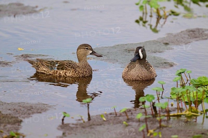 Two ducks swimming relaxed in marsh water, surrounded by plants, blue-winged teal (Spatula discors), spring, Orlando Wetlands, Christmas, Florida, USA