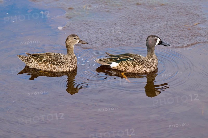 Two ducks relaxing in the water as their reflection shows in the water, Blue-winged Teal (Spatula discors), Spring, Orlando Wetlands, Christmas, Florida, USA