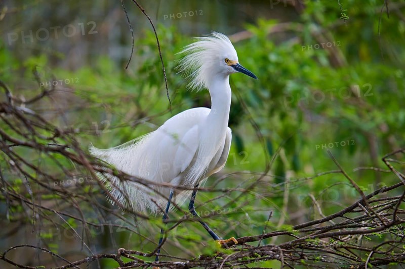 A white heron with conspicuous feathers sits on a branch surrounded by green vegetation, Great Egret (Egretta thula), spring, St. Augustine, Florida, USA