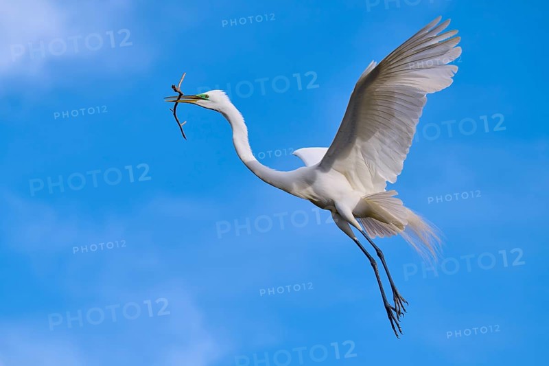 An elegant bird soars into the sky with a branch in its beak, Great Egret (Egretta alba), spring, Orlando Wetlands, Christmas, Florida, USA