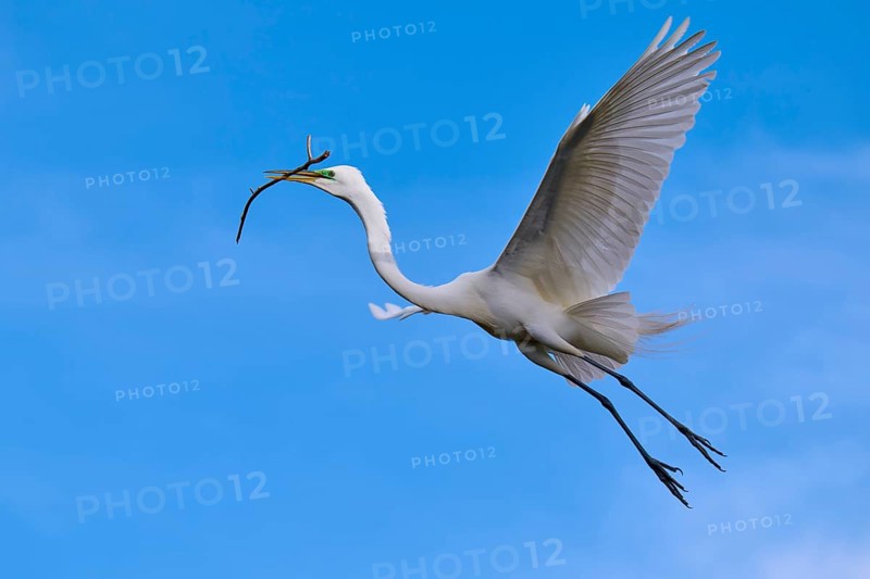 A majestic bird flies with a branch in the wide blue sky, Great Egret (Egretta alba), spring, Orlando Wetlands, Christmas, Florida, USA