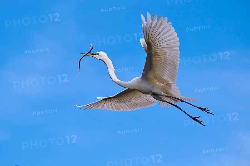 An elegant bird with a branch flies over the clear blue sky, Great Egret (Egretta alba), spring, Orlando Wetlands, Christmas, Florida, USA