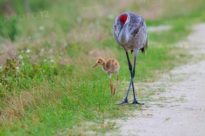 A crane and a chick walking along a rural path in green surroundings, Canada cranes or Florida cranes (Grus canadensis pratensis), spring, Orlando Wetlands, Christmas, Florida, USA