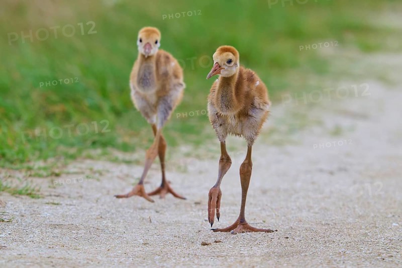 Two fluffy chicks migrate over a sandy path along green meadows, Canada cranes or Florida cranes (Grus canadensis pratensis), spring, Orlando Wetlands, Christmas, Florida, USA