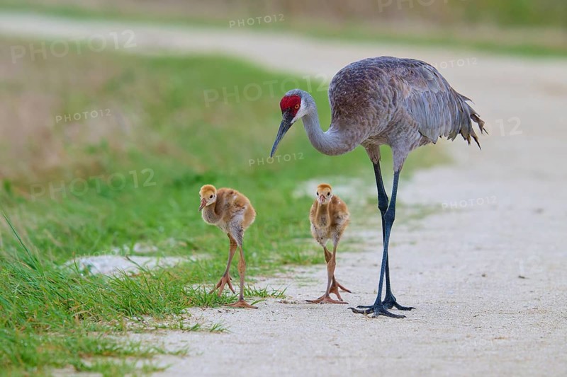 A crane with its chicks walking on a rural path next to green meadows, Canada cranes or Florida cranes (Grus canadensis pratensis), spring, Orlando Wetlands, Christmas, Florida, USA