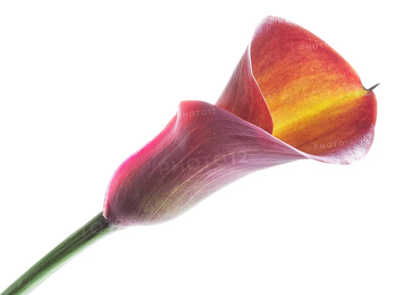 Pink Calla, Rehmann Calla (Zantedeschia rehmannii)