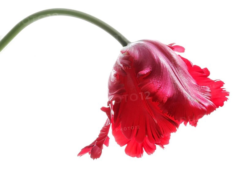 Garden tulip, Gesner's tulip, parrot tulip (Tulipa gesneriana)