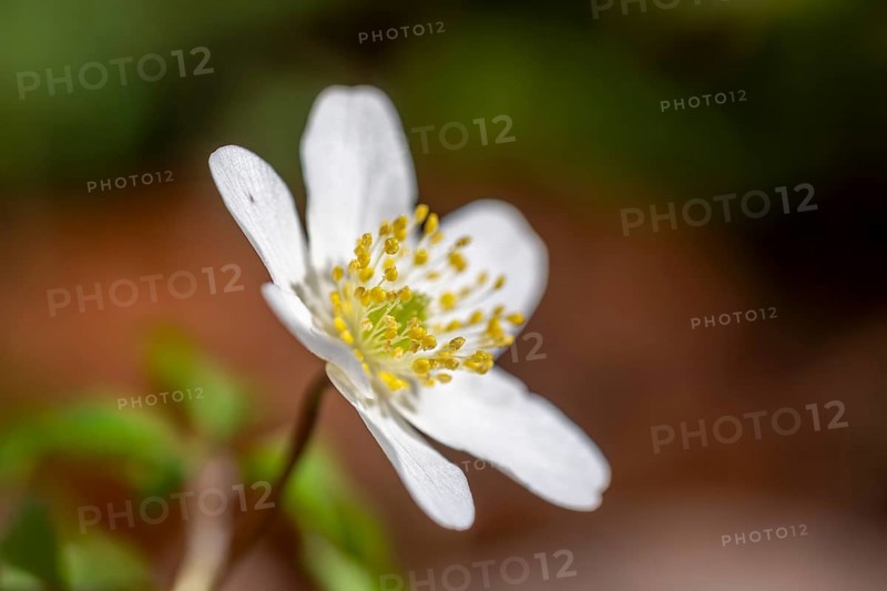 Wood anemone / European thimbleweed (Anemone nemorosa) close-up of white flower showing yellow stamen blooming in spring forest