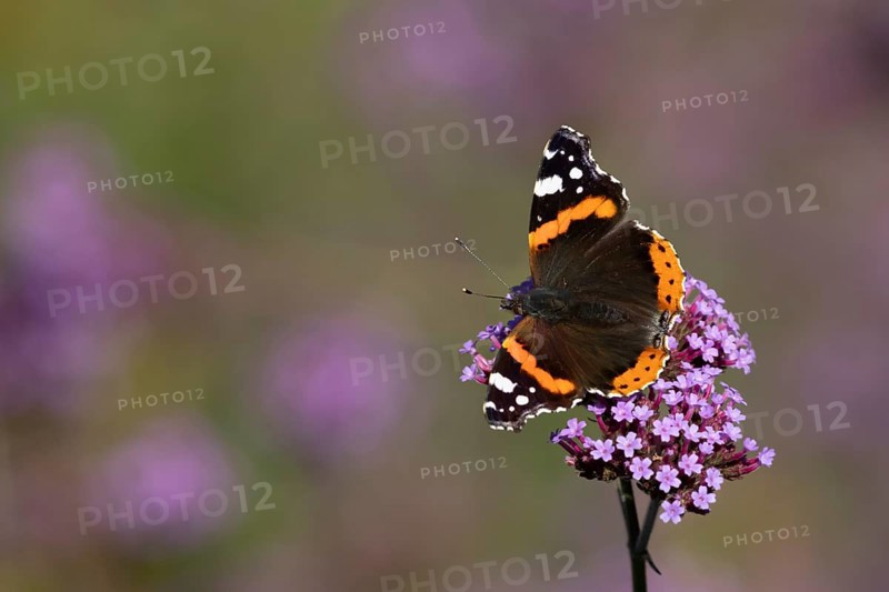 Red admiral butterfly (Vanessa atalanta) adult insect feeding on garden purple Verbena flowers in the summer, England, United Kingdom