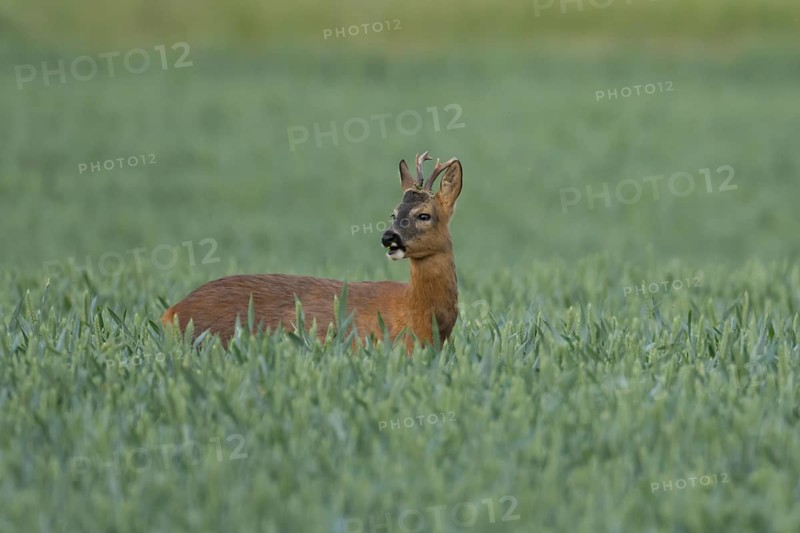 Roe deer (Capreolus capreolus) adult animal male roebuck in a farmland wheat field in summer, England, United Kingdom