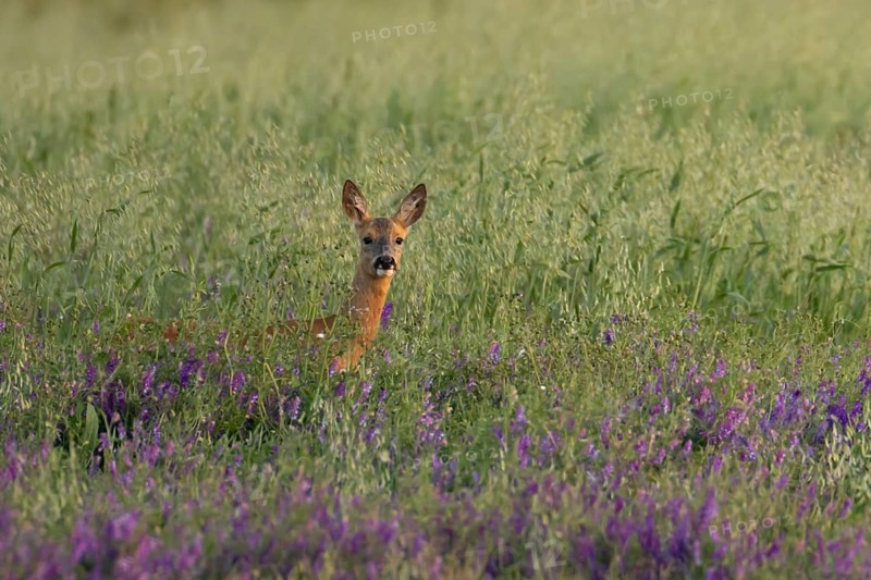Roe deer (Capreolus capreolus) adult animal female doe in a farmland cereal field with purple vetch flowers in summer, England, United Kingdom