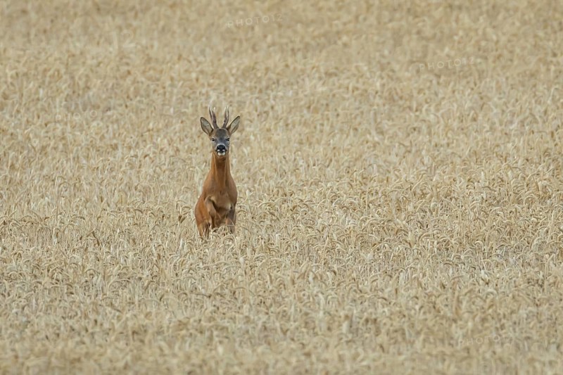 Roe deer (Capreolus capreolus) adult animal male roebuck running in a farmland wheat field in summer, England, United Kingdom