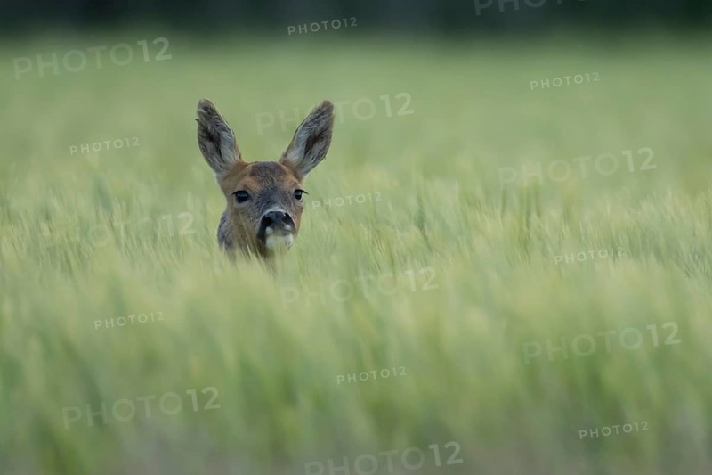 Roe deer (Capreolus capreolus) adult animal female doe in a farmland barley field in summer, England, United Kingdom
