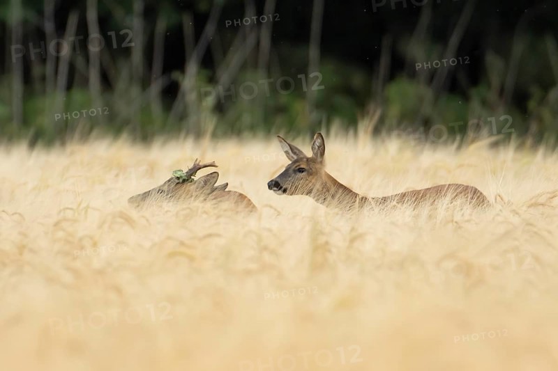 Roe deer (Capreolus capreolus) adult male roebuck and female doe two animals in a farmland barley field in summer, England, United Kingdom