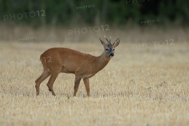 Roe deer (Capreolus capreolus) adult animal male roebuck in a farmland stubble field in summer, England, United Kingdom