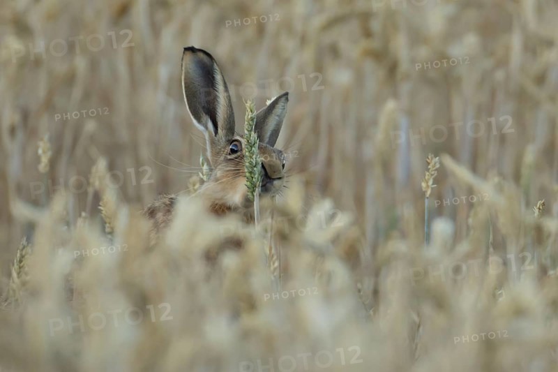 European brown hare (Lepus europaeus) adult animal feeding on a wheat sheath in a farmland field in summer, England, United Kingdom