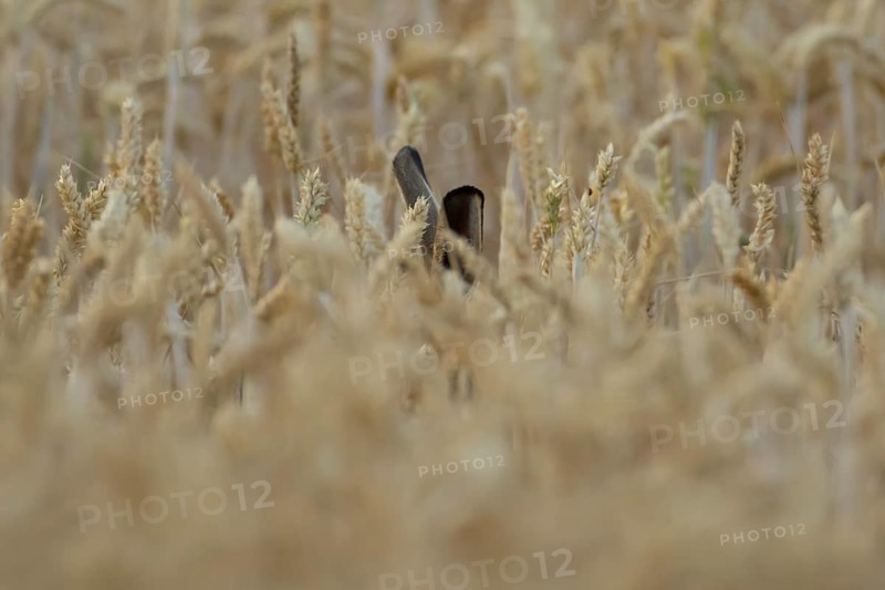 European brown hare (Lepus europaeus) adult animal in a farmland wheat field in summer, England, United Kingdom