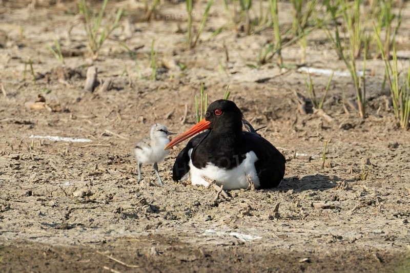 Eurasian oystercatcher (Haematopus ostralegus) adult wading bird seemingly adopted a Pied avocet (Recurvirostra avosetta) juvenile baby chick on an island in summer, RSPB Minsmere nature reserve, Suffolk, England, United Kingdom